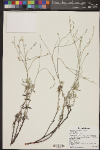 Eriogonum wrightii image