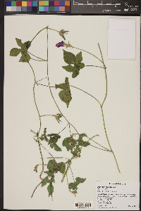 Ipomoea hederacea image