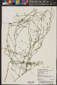 Baccharis brachyphylla image