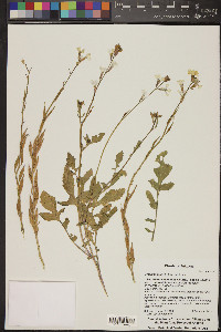 Brassica nigra image