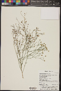 Baccharis brachyphylla image