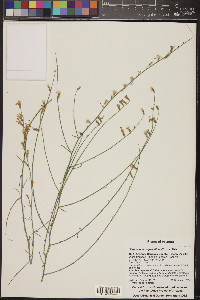 Stephanomeria pauciflora image