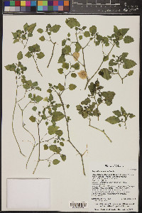 Physalis crassifolia image