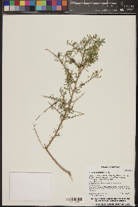 Lycium exsertum image