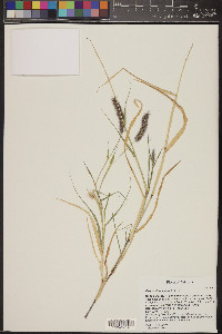 Pennisetum ciliare image