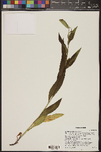 Mertensia arizonica image