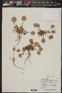 Spraguea umbellata image