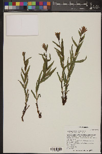 Castilleja christii image