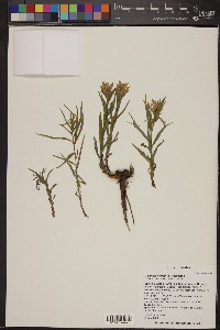 Castilleja christii image