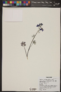 Delphinium nuttallianum image