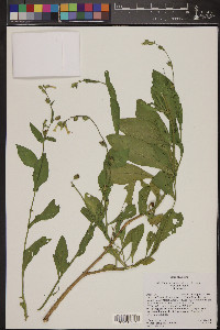 Nicotiana obtusifolia image