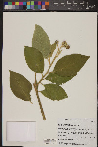 Solanum erianthum image