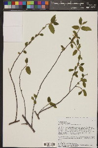 Guazuma ulmifolia image