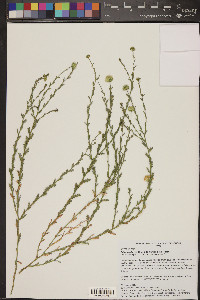 Arida coulteri image