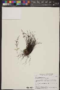 Notholaena lemmonii image