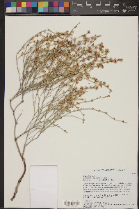 Eriogonum wrightii image