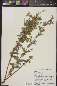 Brickellia amplexicaulis image