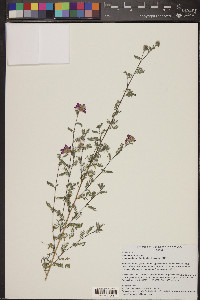 Dalea versicolor image