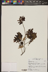 Quercus oblongifolia image