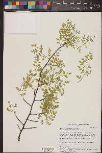 Bursera stenophylla image