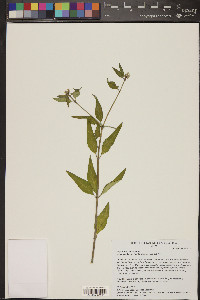 Euphorbia cymosa image