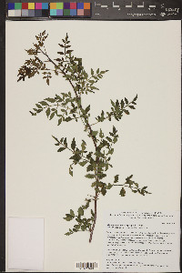 Bursera stenophylla image