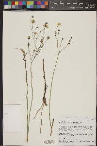 Almutaster pauciflorus image