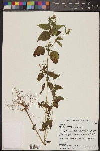 Galinsoga parviflora image