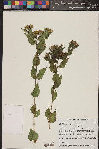 Aldama cordifolia image