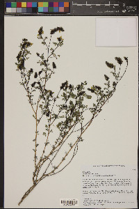 Dalea lutea image