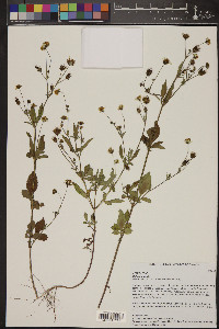 Bidens pilosa image