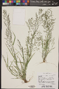 Eragrostis mexicana image