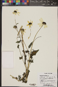 Helianthus petiolaris image