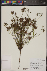 Cordylanthus wrightii image