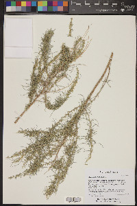 Artemisia filifolia image