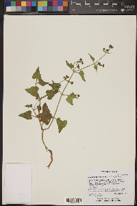 Mirabilis oxybaphoides image