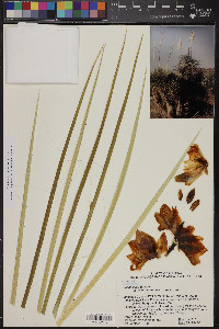 Yucca elata image