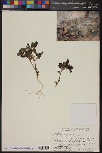 Trianthema portulacastrum image