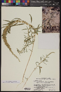 Amaranthus fimbriatus image