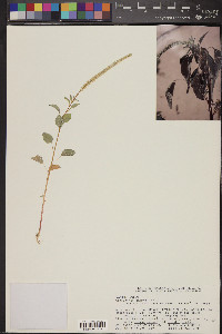 Amaranthus palmeri image