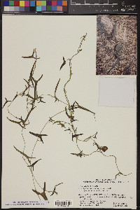 Aristolochia watsonii image