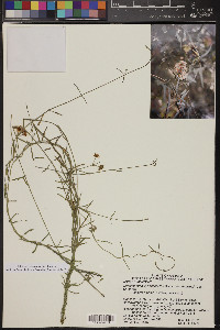 Funastrum heterophyllum image