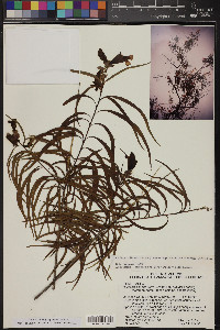 Chilopsis linearis subsp. arcuata image