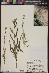 Amsinckia intermedia image