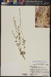 Cryptantha crassisepala image