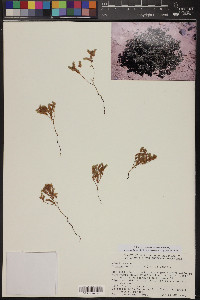 Eremocarya micrantha image