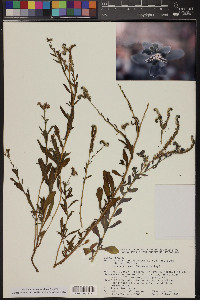 Heliotropium curassavicum var. oculatum image