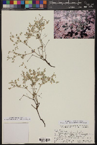 Tiquilia plicata image