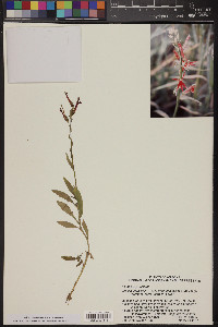 Lobelia cardinalis subsp. graminea image