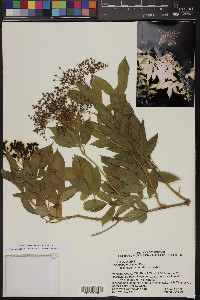 Sambucus nigra image